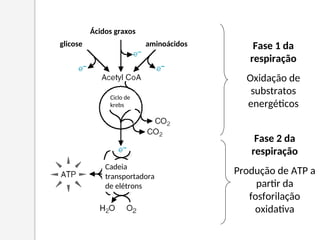 glicose
Ácidos graxos
aminoácidos
Ciclo de
krebs
Cadeia
transportadora
de elétrons
Fase 1 da
respiração
Oxidação de
substratos
energéticos
Fase 2 da
respiração
Produção de ATP a
partir da
fosforilação
oxidativa
 