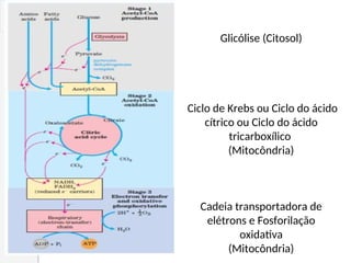 Glicólise (Citosol)
Ciclo de Krebs ou Ciclo do ácido
cítrico ou Ciclo do ácido
tricarboxílico
(Mitocôndria)
Cadeia transportadora de
elétrons e Fosforilação
oxidativa
(Mitocôndria)
 
