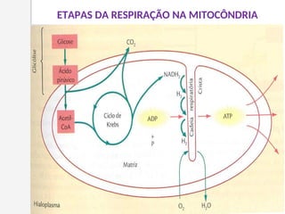 ETAPAS DA RESPIRAÇÃO NA MITOCÔNDRIA
 