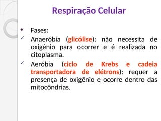 Respiração Celular
 Fases:
 Anaeróbia (glicólise): não necessita de
oxigênio para ocorrer e é realizada no
citoplasma.
 Aeróbia (ciclo de Krebs e cadeia
transportadora de elétrons): requer a
presença de oxigênio e ocorre dentro das
mitocôndrias.
 