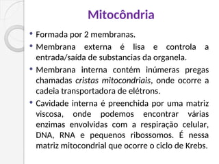 Mitocôndria
 Formada por 2 membranas.
 Membrana externa é lisa e controla a
entrada/saída de substancias da organela.
 Membrana interna contém inúmeras pregas
chamadas cristas mitocondriais, onde ocorre a
cadeia transportadora de elétrons.
 Cavidade interna é preenchida por uma matriz
viscosa, onde podemos encontrar várias
enzimas envolvidas com a respiração celular,
DNA, RNA e pequenos ribossomos. É nessa
matriz mitocondrial que ocorre o ciclo de Krebs.
 