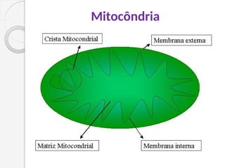 Mitocôndria
 