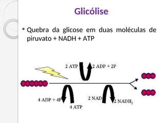 Glicólise
 Quebra da glicose em duas moléculas de
piruvato + NADH + ATP
 