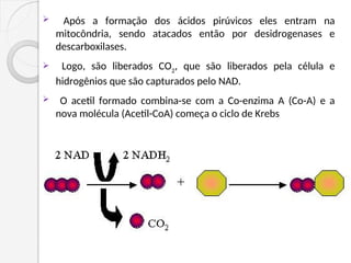  Após a formação dos ácidos pirúvicos eles entram na
mitocôndria, sendo atacados então por desidrogenases e
descarboxilases.
 Logo, são liberados CO2
, que são liberados pela célula e
hidrogênios que são capturados pelo NAD.
 O acetil formado combina-se com a Co-enzima A (Co-A) e a
nova molécula (Acetil-CoA) começa o ciclo de Krebs
 