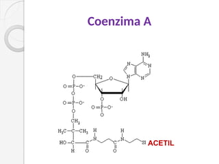 Coenzima A
ACETIL
 