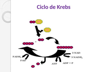 Ciclo de Krebs
 