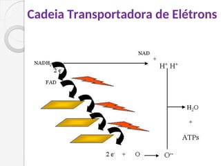 Cadeia Transportadora de Elétrons
 