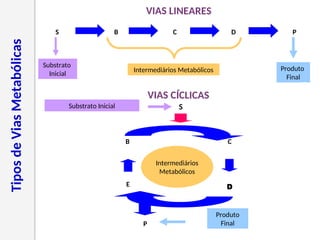 Tipos
de
Vias
Metabólicas
S B C D P
VIAS LINEARES
Substrato
Inicial
Intermediários Metabólicos Produto
Final
B
S
C
D
P
E
Substrato Inicial
VIAS CÍCLICAS
Intermediários
Metabólicos
Produto
Final
 