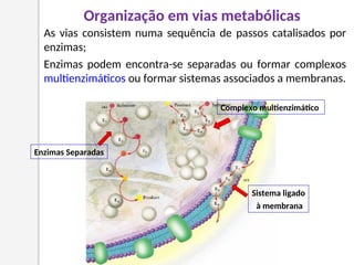 Organização em vias metabólicas
As vias consistem numa sequência de passos catalisados por
enzimas;
Enzimas podem encontra-se separadas ou formar complexos
multienzimáticos ou formar sistemas associados a membranas.
Enzimas Separadas
Complexo multienzimático
Sistema ligado
à membrana
 