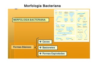 Morfologia Bacteriana

 