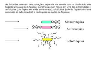 Monotrínquias
Anfitrínquias

Lofotrínquias

 