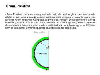 Gram Positiva

 