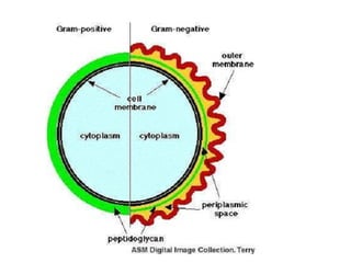Introdução a mibrobiologia