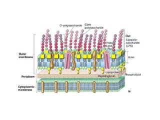 Introdução a mibrobiologia