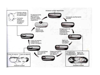 Introdução a mibrobiologia