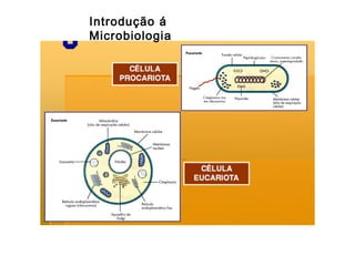 Introdução á
Microbiologia

 