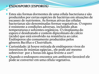  ENDOSPORO (ESPOROS)

 Estes são formas dormentes de uma célula bacteriana e são
produzidos por certas espécies de bactérias em situações de
escassez de nutrientes. As formas ativas das células
bacterianas são denominadas formas vegetativas. O esporo
é resistente a condições adversas, incluindo altas
temperaturas e solventes orgânicos. O citoplasma do
esporo é desidratado e contem dipicolinato de cálcio
(ácido) que está envolvido na resistência ao calor.
Endósporos são comumente produzidos pelos
gêneros Bacillus e Clostridium.
 Curiosidade: já houve retirada de endósporos vivos do
intestinos de múmias egípcias., ele pode até mesmo
sobreviver por 2 horas em água feverte a 100º!
 Quando o endosporo encontra um ambiente favorável ele
pode se converter em uma célula vegetativa.
 