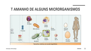 T AMANHO DE ALGUNS MICRORGANISMOS
Introdução a Microbilogia 16/09/2024 11
 