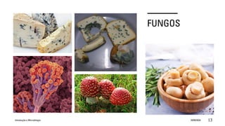 FUNGOS
Introdução a Microbilogia 16/09/2024 13
 