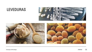 LEVEDURAS
Introdução a Microbilogia 16/09/2024 14
 