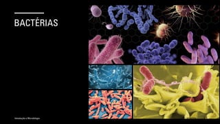 BACTÉRIAS
Introdução a Microbilogia 16/09/2024 15
 