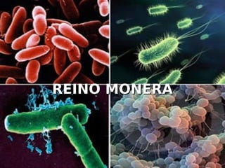 REINO MONERA
REINO MONERA
 