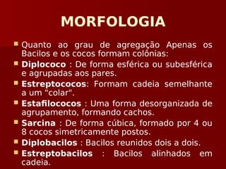 MORFOLOGIA
 Quanto ao grau de agregação Apenas os
Bacilos e os cocos formam colônias:
 Diplococo : De forma esférica ou subesférica
e agrupadas aos pares.
 Estreptococos: Formam cadeia semelhante
a um "colar".
 Estafilococos : Uma forma desorganizada de
agrupamento, formando cachos.
 Sarcina : De forma cúbica, formado por 4 ou
8 cocos simetricamente postos.
 Diplobacilos : Bacilos reunidos dois a dois.
 Estreptobacilos : Bacilos alinhados em
cadeia.
 