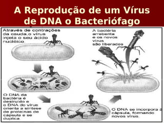 A Reprodução de um Vírus
de DNA o Bacteriófago
 