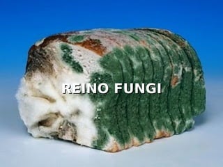 REINO FUNGI
REINO FUNGI
 