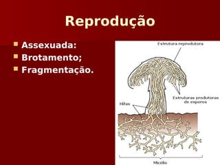 Reprodução
 Assexuada:
 Brotamento;
 Fragmentação.
 