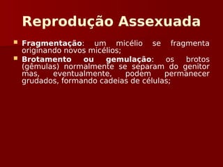 Reprodução Assexuada
 Fragmentação: um micélio se fragmenta
originando novos micélios;
 Brotamento ou gemulação: os brotos
(gêmulas) normalmente se separam do genitor
mas, eventualmente, podem permanecer
grudados, formando cadeias de células;
 