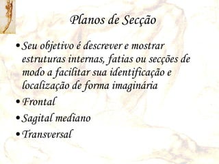 Planos de Secção Seu objetivo é descrever e mostrar estruturas internas, fatias ou secções de modo a facilitar sua identificação e localização de forma imaginária Frontal Sagital mediano Transversal 