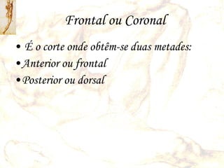 Frontal ou Coronal É o corte onde obtêm-se duas metades: Anterior ou frontal Posterior ou dorsal 
