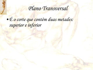Plano Transversal É o corte que contém duas metades: superior e inferior 