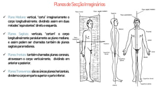  Plano Mediano: vertical, “corta” imaginariamente o
corpo longitudinalmente, dividindo assim em duas
metades “equivalente...