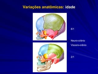 Variações anatômicas: idade
8/1
2/1
Neuro-crânio
Viscero-crânio
 