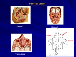 Mediano Coronal
Transversal
Planos de Secção
Frontal
Transversal
 