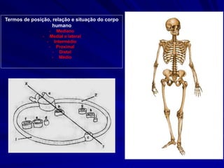 Termos de posição, relação e situação do corpo
humano
- Mediano
- Medial e lateral
- Intermédio
- Proximal
- Distal
- Médio
 