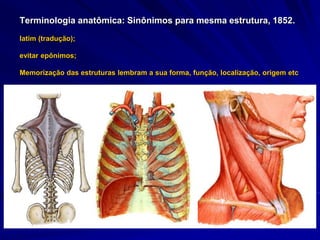 Terminologia anatômica: Sinônimos para mesma estrutura, 1852.
latim (tradução);
evitar epônimos;
Memorização das estruturas lembram a sua forma, função, localização, origem etc
 