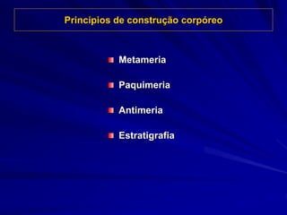 Princípios de construção corpóreo
Metameria
Paquimeria
Antimeria
Estratigrafia
 