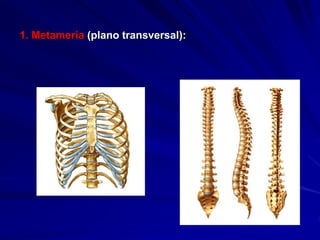 1. Metameria (plano transversal):
 