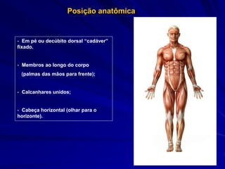 Posição anatômica
- Em pé ou decúbito dorsal “cadáver”
fixado.
- Membros ao longo do corpo
(palmas das mãos para frente);
- Calcanhares unidos;
- Cabeça horizontal (olhar para o
horizonte).
 