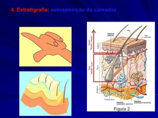 4. Estratigrafia: sobreposição de camadas
 