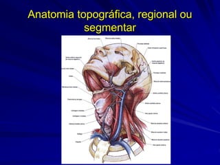 Anatomia topográfica, regional ou
segmentar
 