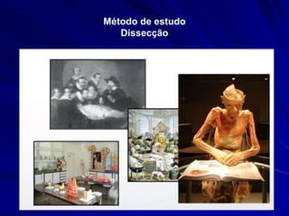 Método de estudo
Dissecção
 