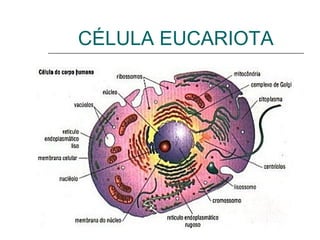 CÉLULA EUCARIOTA
 