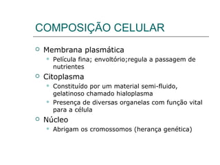 COMPOSIÇÃO CELULAR
 Membrana plasmática
 Película fina; envoltório;regula a passagem de
nutrientes
 Citoplasma
 Constituído por um material semi-fluido,
gelatinoso chamado hialoplasma
 Presença de diversas organelas com função vital
para a célula
 Núcleo
 Abrigam os cromossomos (herança genética)
 