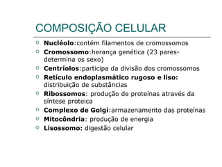 COMPOSIÇÃO CELULAR
 Nucléolo:contém filamentos de cromossomos
 Cromossomo:herança genética (23 pares-
determina os sexo)
 Centríolos:participa da divisão dos cromossomos
 Retículo endoplasmático rugoso e liso:
distribuição de substâncias
 Ribossomos: produção de proteínas através da
síntese proteica
 Complexo de Golgi:armazenamento das proteínas
 Mitocôndria: produção de energia
 Lisossomo: digestão celular
 