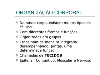 ORGANIZAÇÃO CORPORAL
 No nosso corpo, existem muitos tipos de
células
 Com diferentes formas e funções
 Organizadas em grupos
 Trabalham de maneira integrada
desempenhando, juntas, uma
determinada função
 Chamadas de TECIDOS
 Epitelial, Conjuntivo, Muscular e Nervoso
 