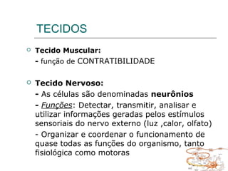 TECIDOS
 Tecido Muscular:
- função de CONTRATIBILIDADE
 Tecido Nervoso:
- As células são denominadas neurônios
- Funções: Detectar, transmitir, analisar e
utilizar informações geradas pelos estímulos
sensoriais do nervo externo (luz ,calor, olfato)
- Organizar e coordenar o funcionamento de
quase todas as funções do organismo, tanto
fisiológica como motoras
 
